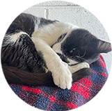 Un gato blanco y negro está acurrucado dormido sobre una manta a cuadros rojos y azules con sus patas delanteras cubriendo su cara, descansando pacíficamente contra una pared de ladrillos blancos en el interior.